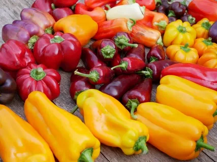 تصویر 2 از خرید جدید ترین انواع فلفل دلمه‌ ای صادراتی